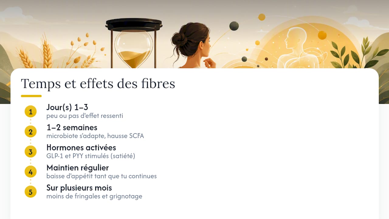 L'effet des fibres sur ta faim tient dans le temps, si tu tiens le rythme — overview diagram