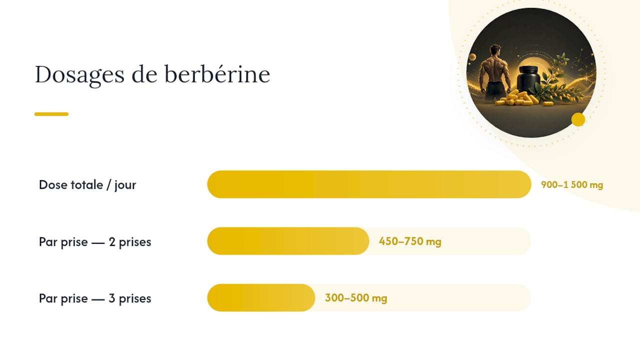 Dosage journalier et répartition des prises de berbérine