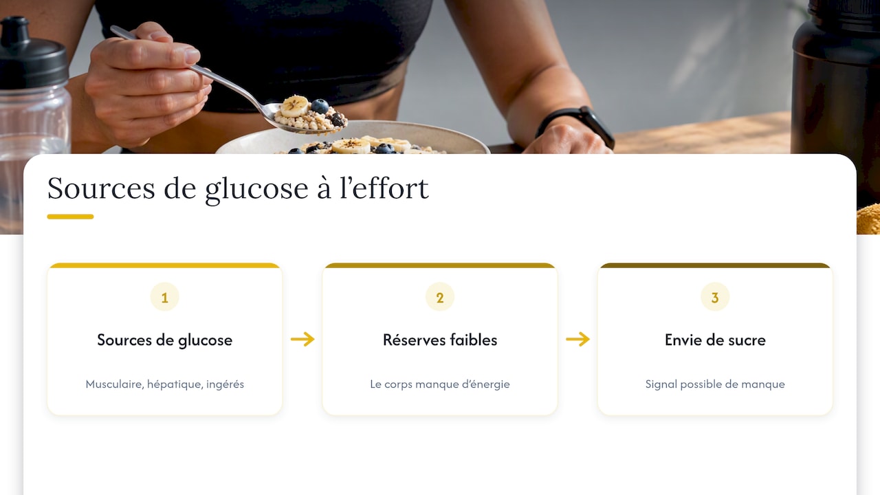 Sources de glucose mobilisées pendant l’effort