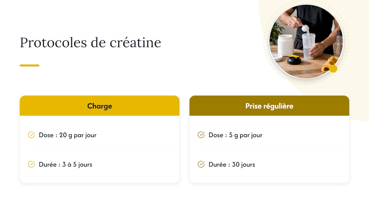 Deux protocoles de créatine monohydrate comparés