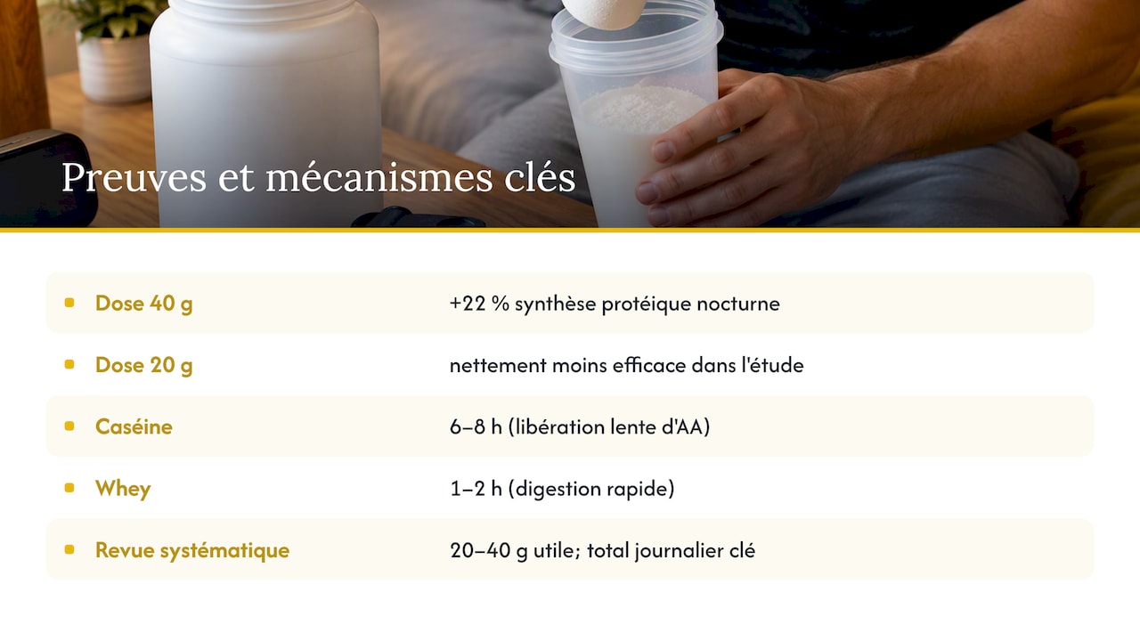 Pourquoi prendre de la caséine la nuit : preuves et mécanismes, overview diagram